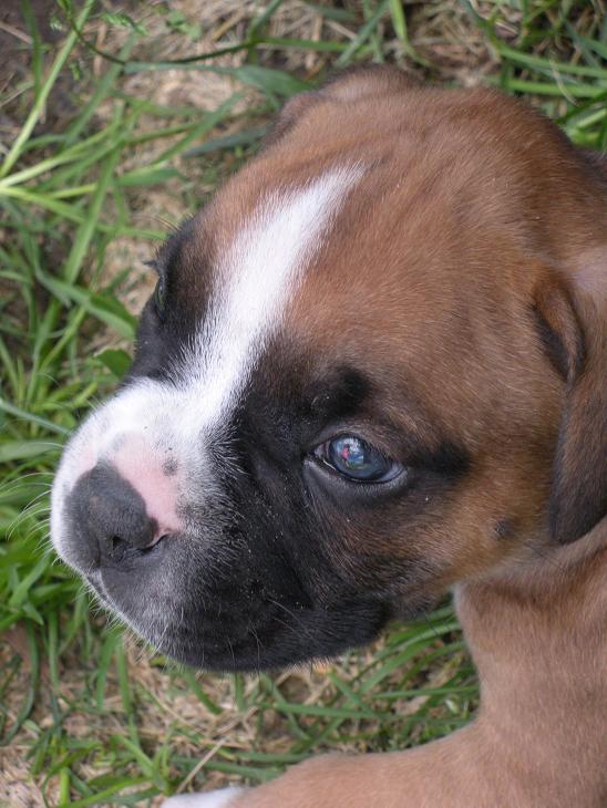 pure breed Boxer Puppies for sale with papers, Jades Boxers